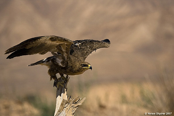 עיט ערבות Steppe Eagle Aquila nipalensis                                הר הנגב מאי 2006. צלם:יורם שפירר